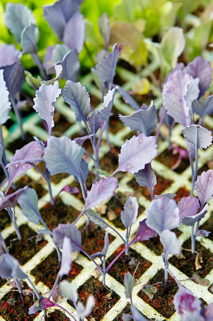 Kohlrabi plants in a seed tray