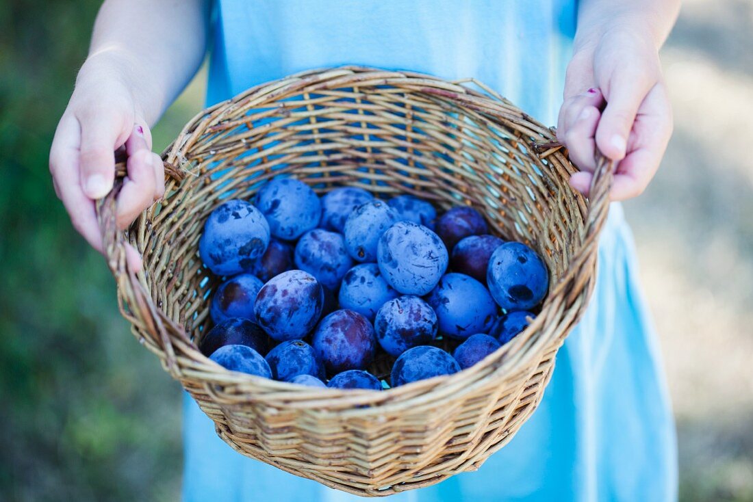 A girl holding a basket of plums