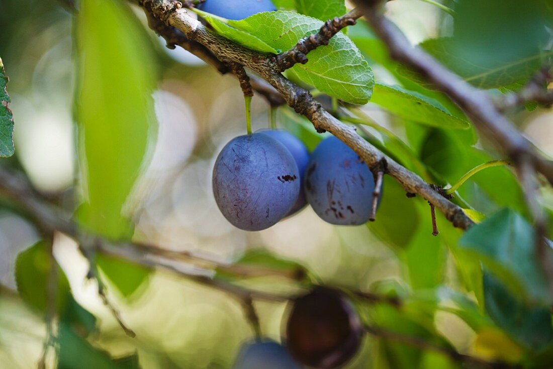 Plums on the tree (close-up)