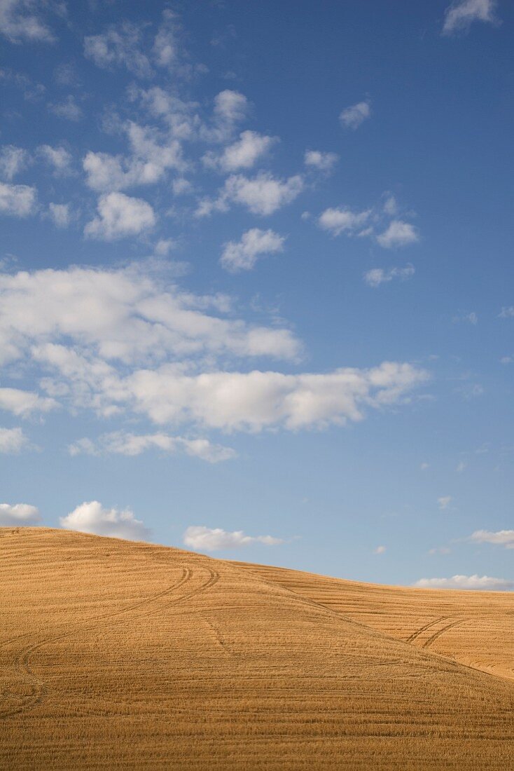 Plowed Wheat Field and Sky