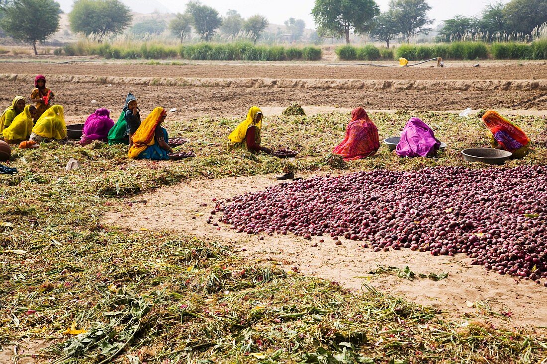 Indische Frauen auf einem Zwiebelfeld