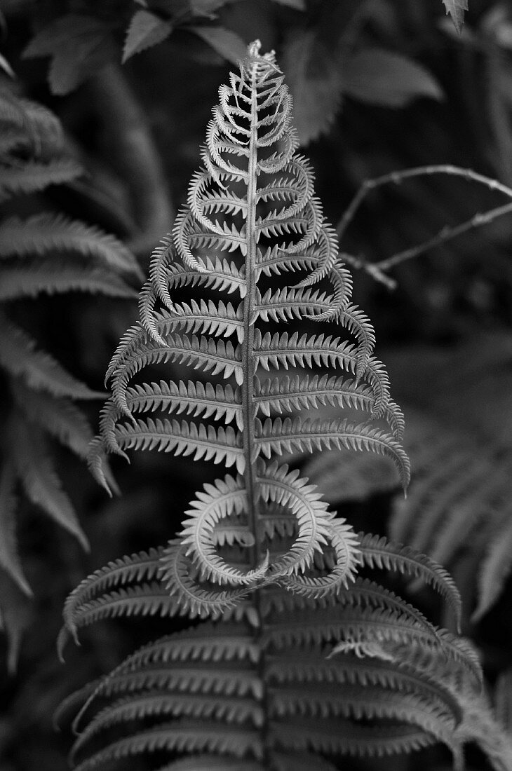 Fern in Shape of Christmas Tree