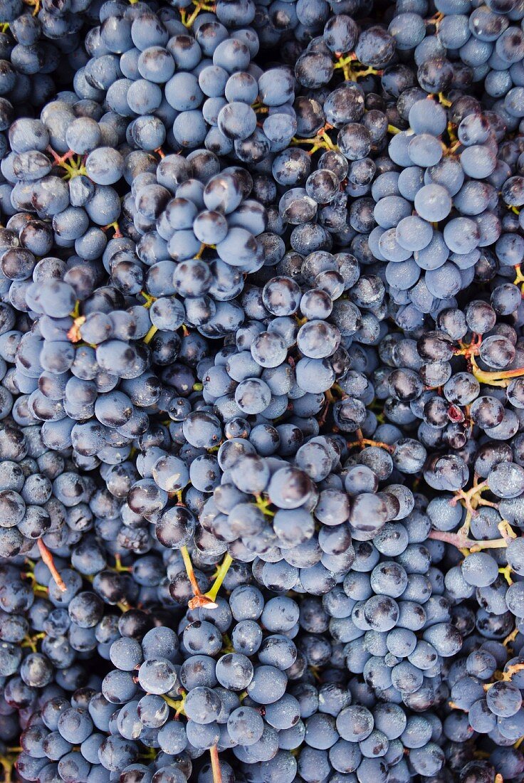 Bunches of Nebbiolo Grapes