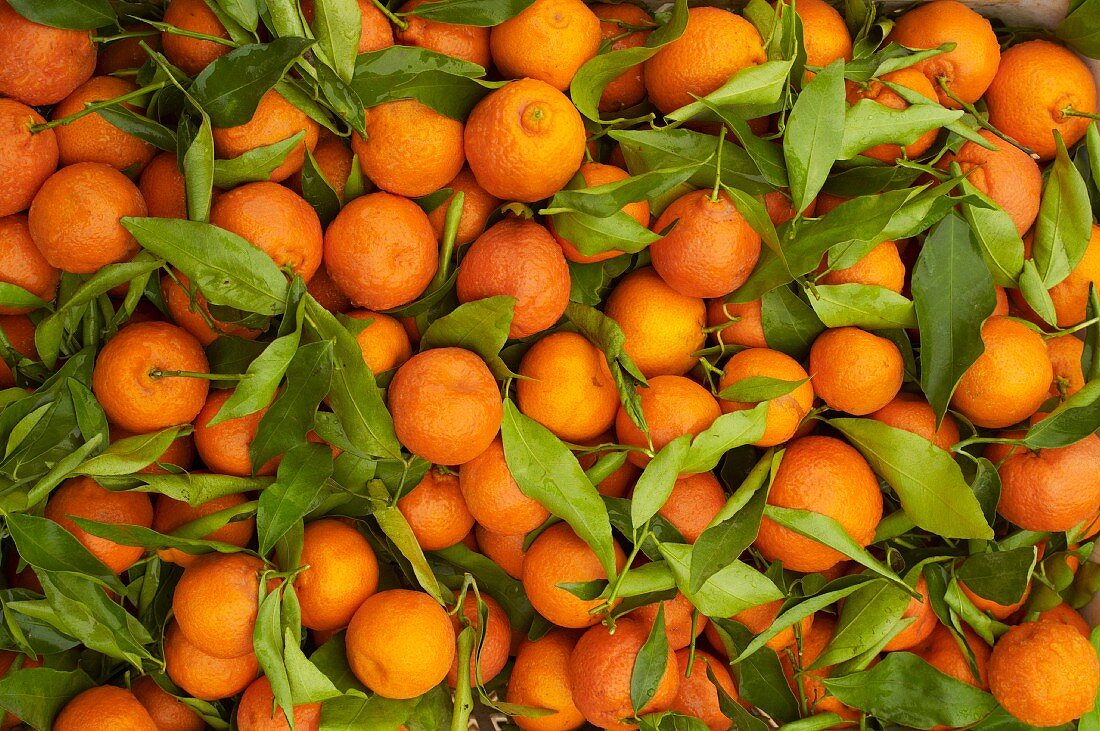 Viele Orangen mit Blättern (bildfüllend)