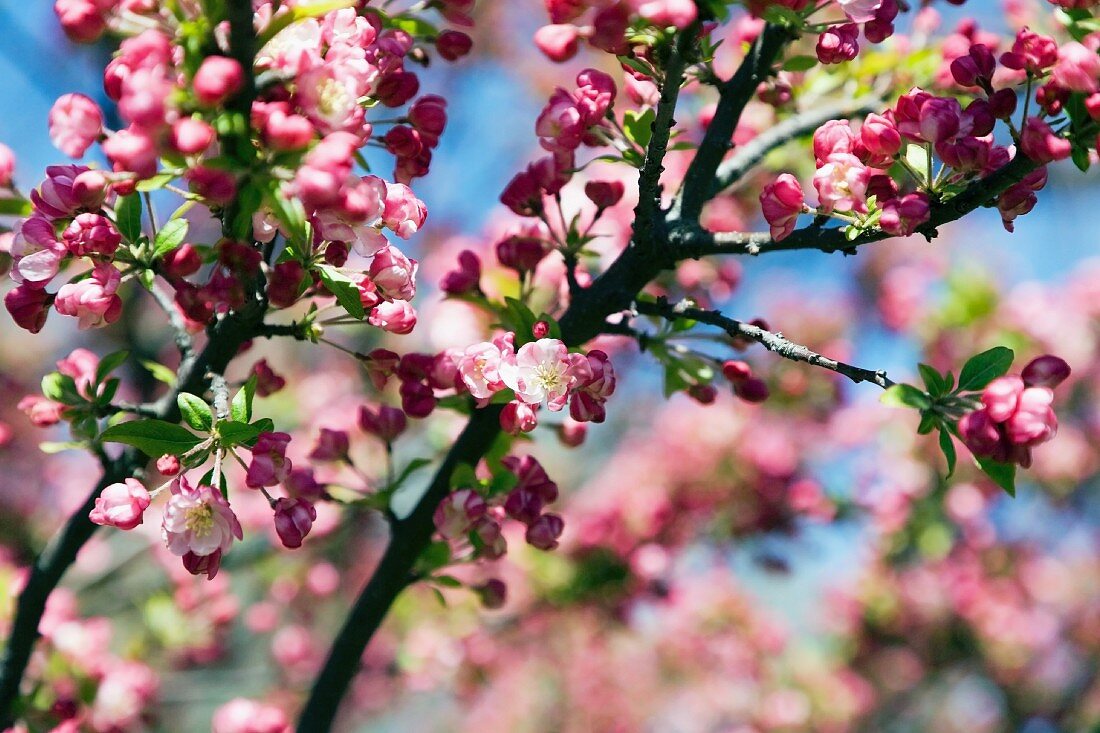 Blooming Crabapple Tree