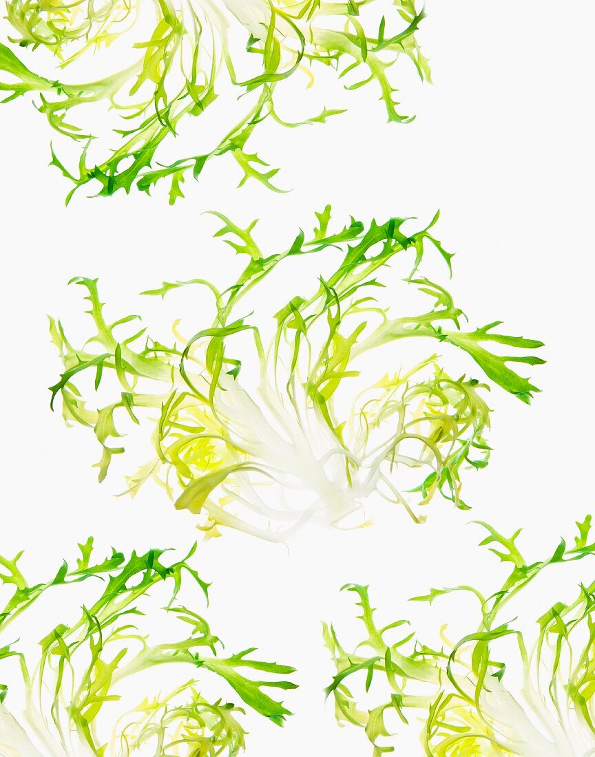 Lettuce Leaves on White Background