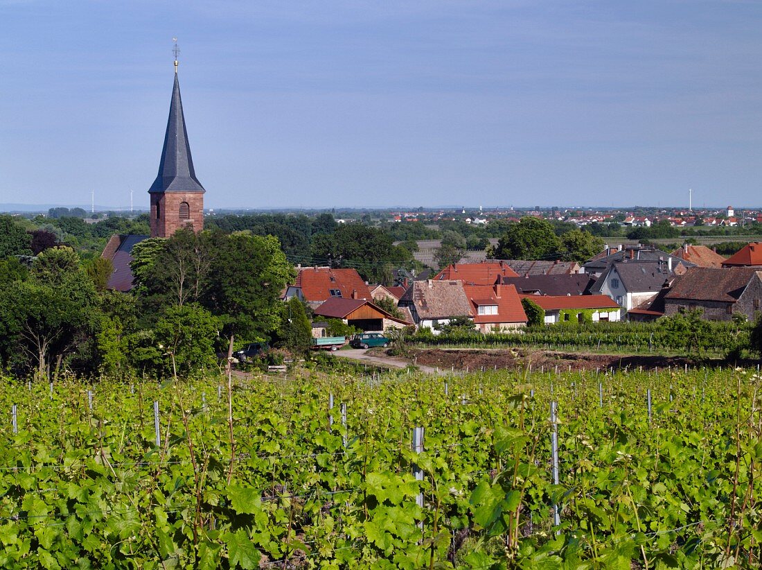 Kirchenstück-Weinberg von Dr. Bürklin-Wolf und Dorf von Forst an der Weinstraße, Pfalz, Deutschland