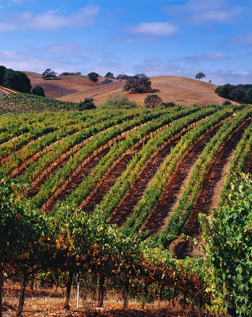 Weinberg entlang der Westside Road, Healdsburg, Sonoma, Kalifornien