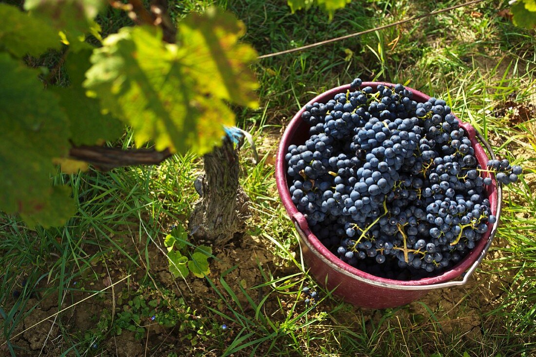 Eimer mit Blaufränkisch-Trauben im Weinberg vom Weingut Krutzler, Burgenland, Österreich
