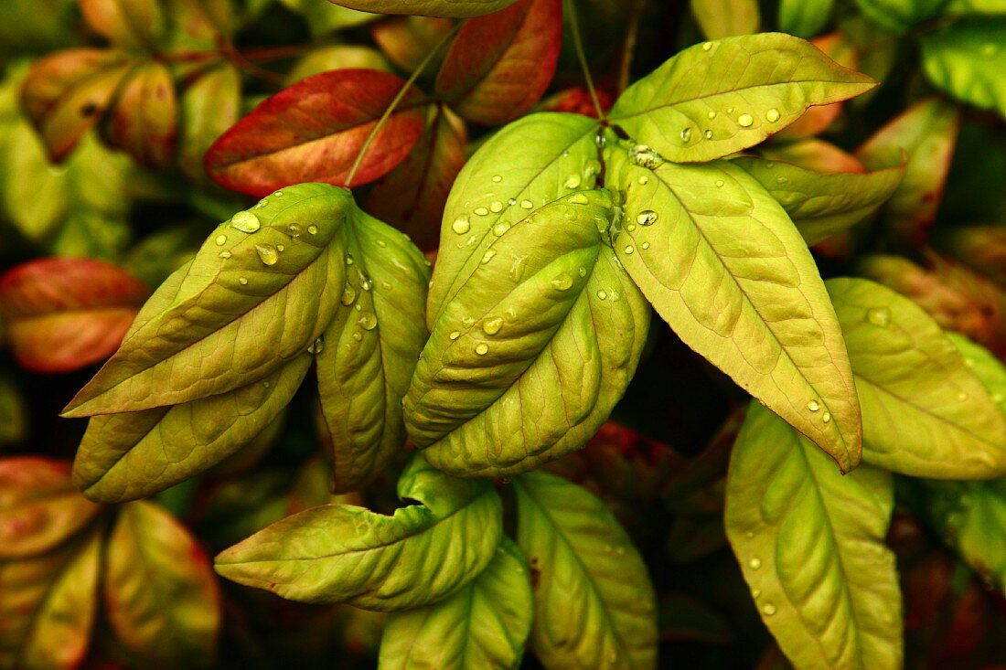 Green Leaves With Water Drops