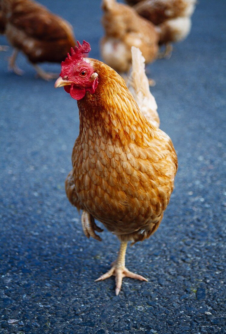 Huhn auf Asphalt laufend