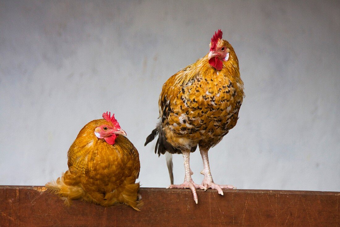 Zwei Hühner im Hühnerstall auf einem Holzbalken sitzend