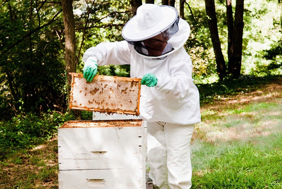 Imker mit weisser Schutzkleidung beim Anheben einer Honigwabe