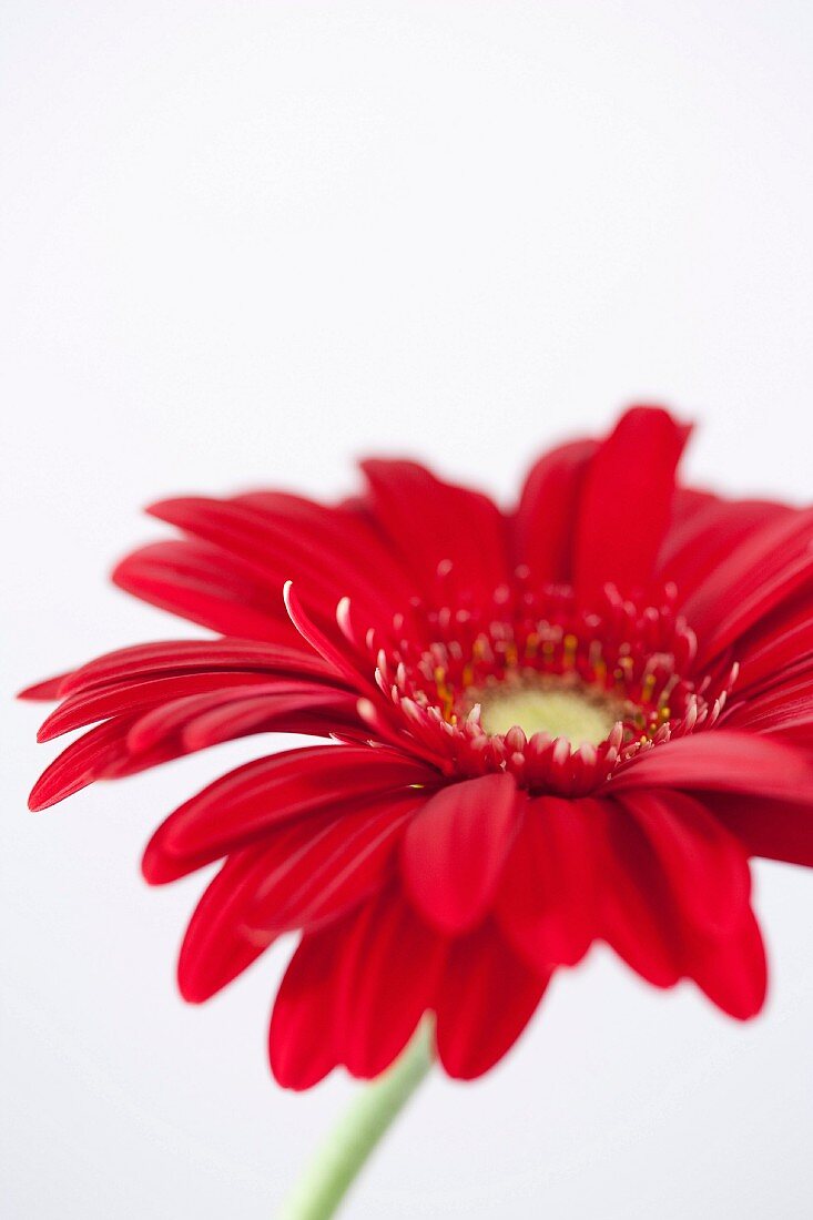 Leuchtend rote Gerbera