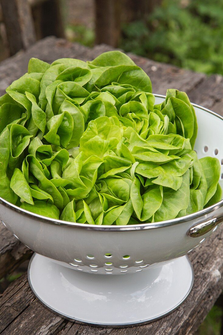Fresh lettuce in a colander