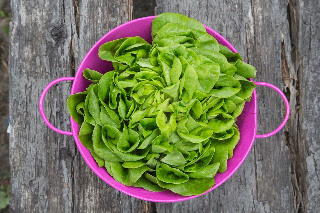 Frischer Kopfsalat im Plastikkorb