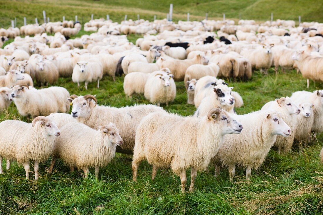 weiße Schafe auf der Weide