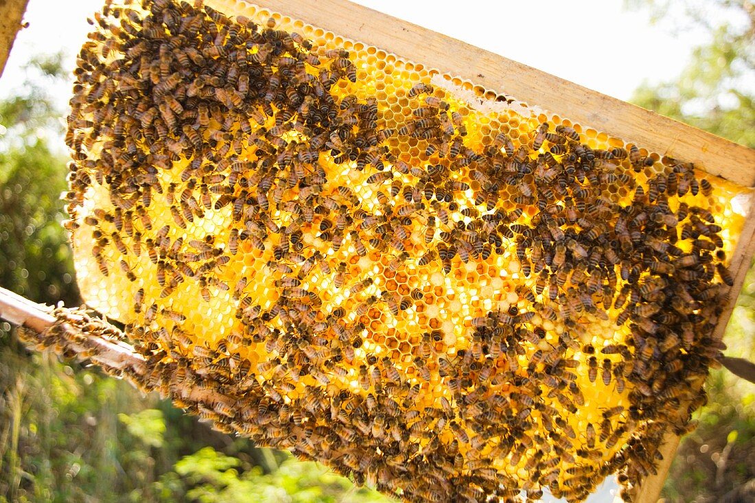 Hundreds of Bees on Honey Comb