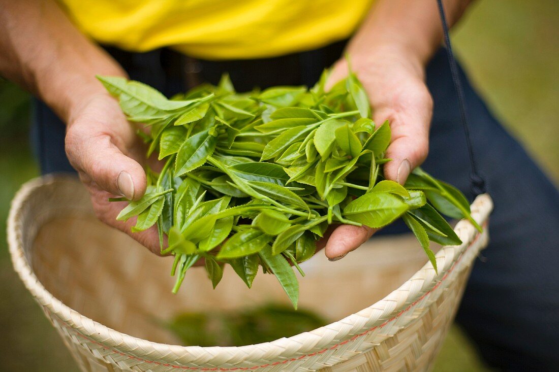 Frische, grüne Teeblätter