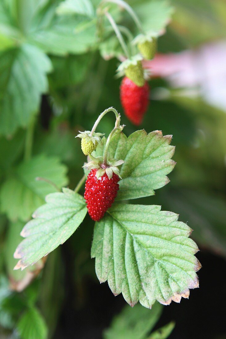 Walderdbeeren an der Pflanze