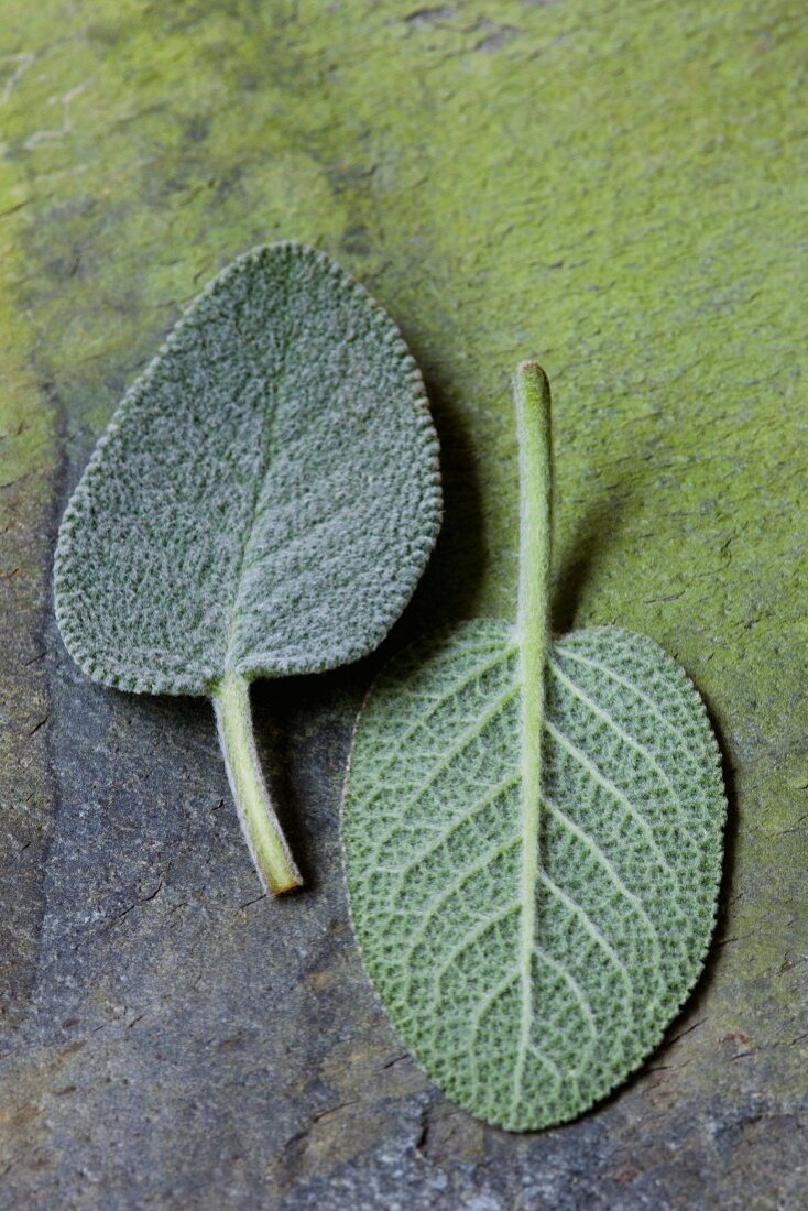 Two fresh sage leaves (close-up)