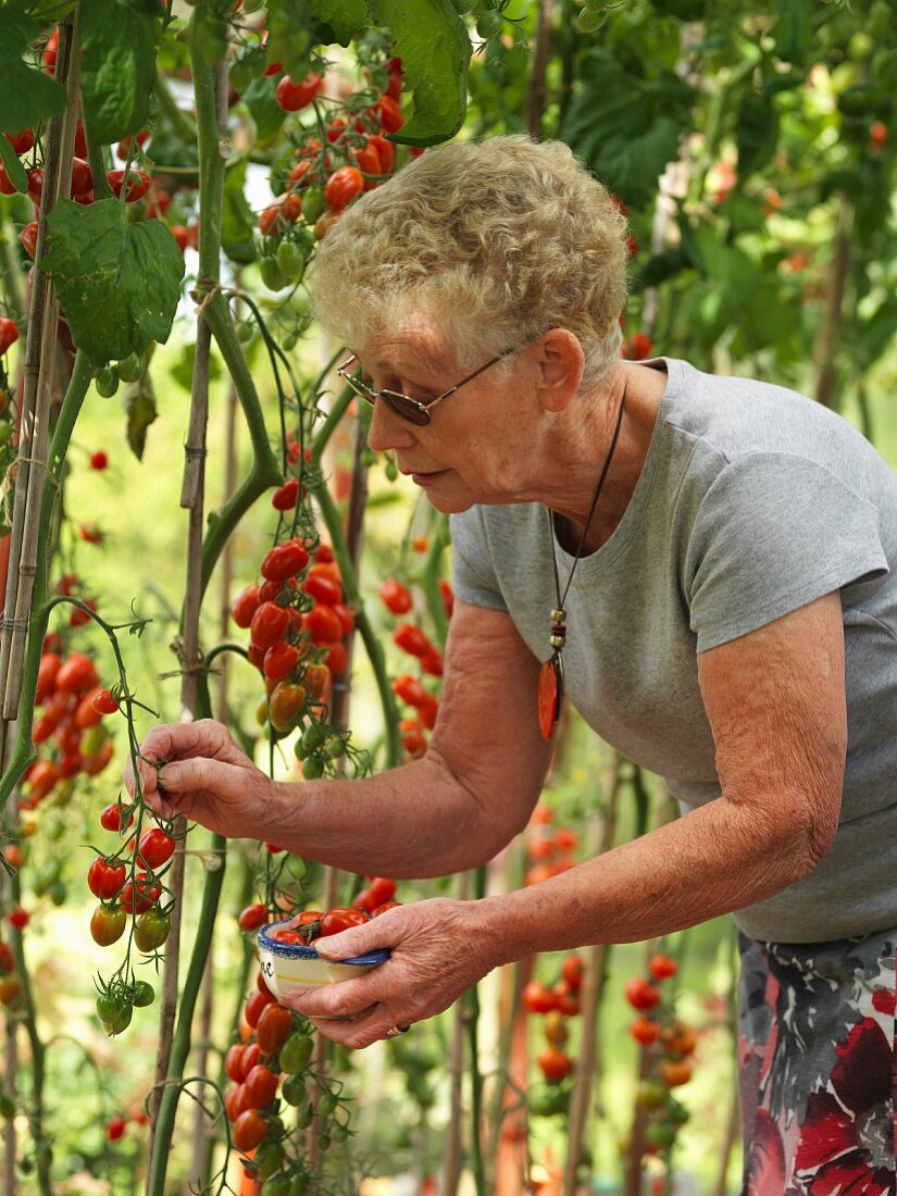 Ältere Frau pflückt Kirschtomaten im Gewächshaus