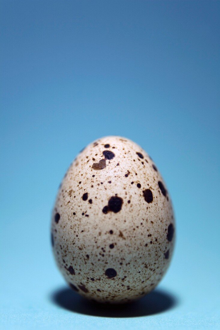 Speckled Quail Egg on Cyan