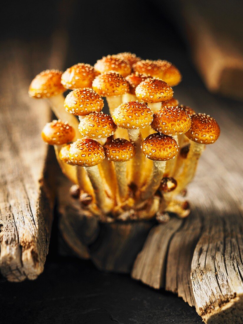 Brick cap mushrooms (Hypholoma Sublateritium) on a tree stump