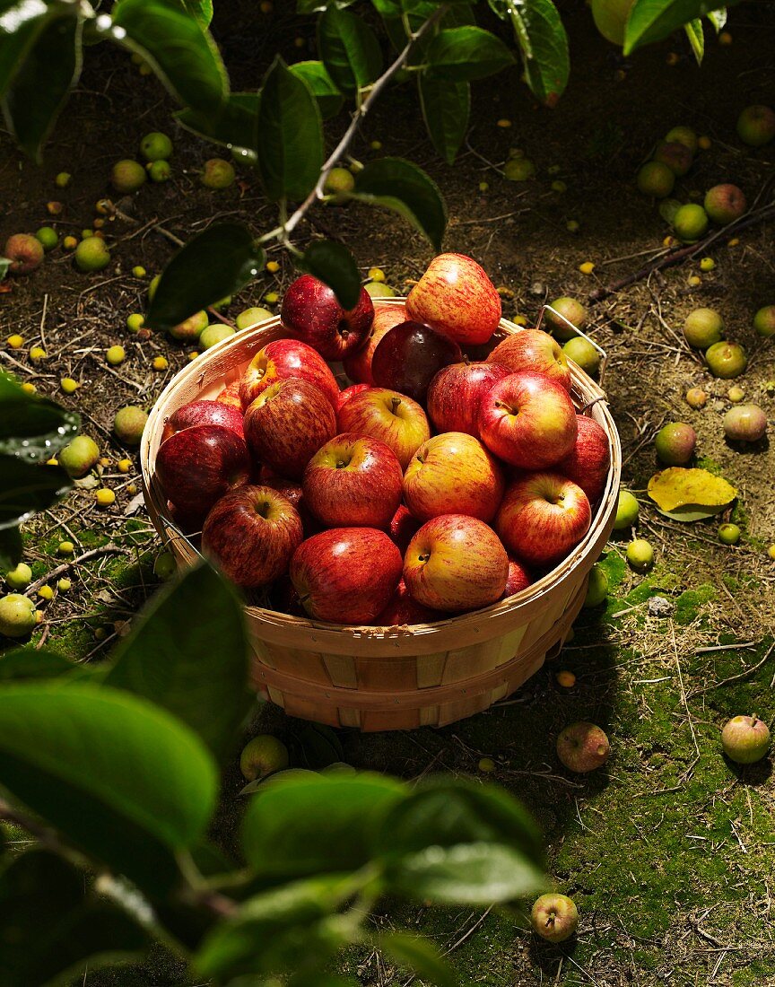 Basket of Red Apples