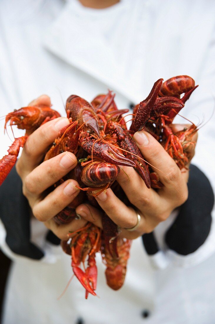 A chef holding fresh scampi
