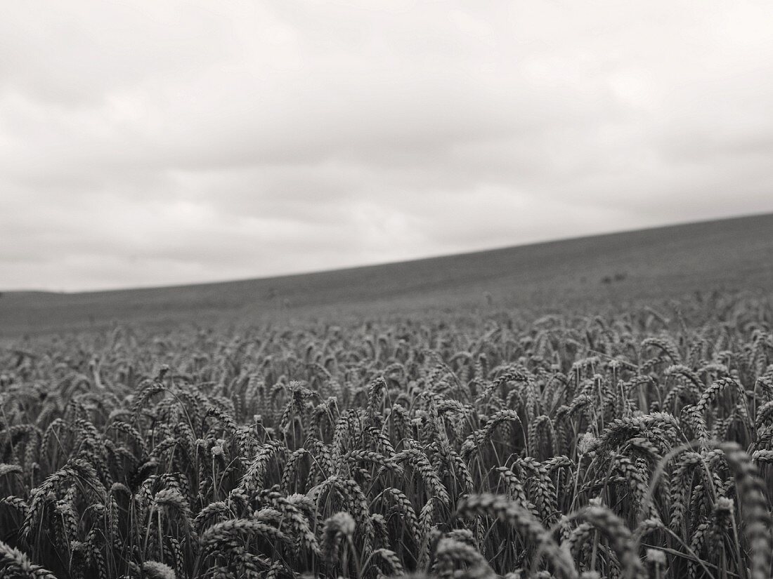 Wheat Field on Cloudy Day