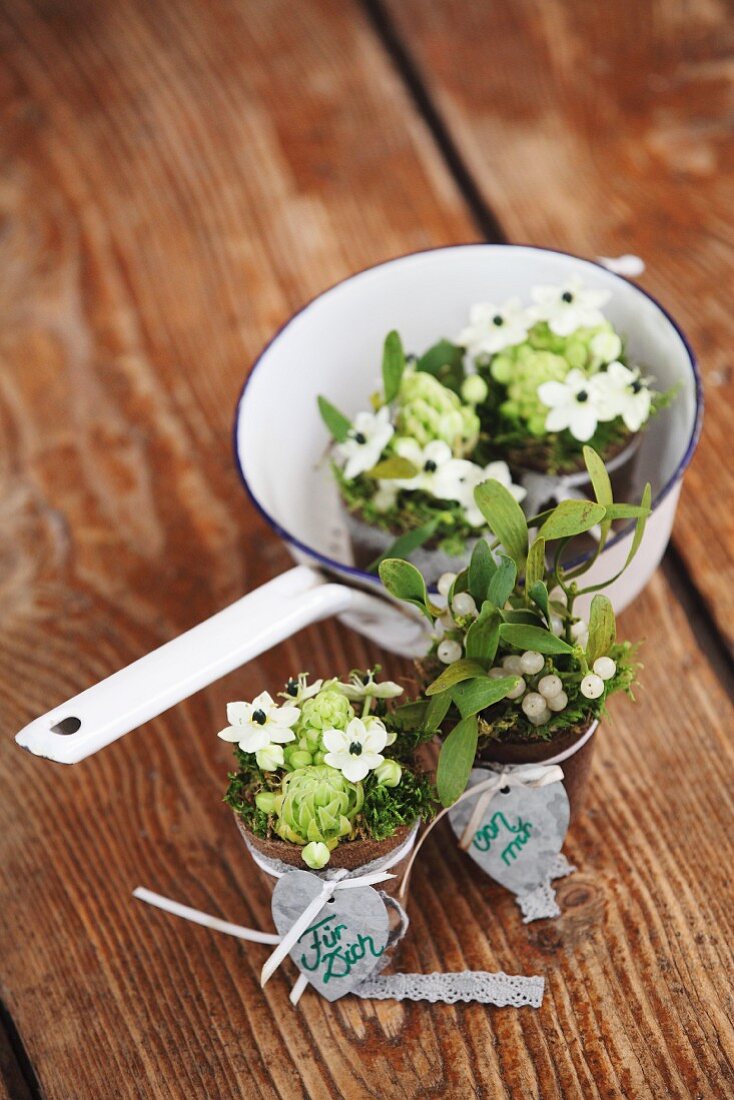 Star-of-Bethlehem and mistletoe in small pots in front of vintage enamel sieve