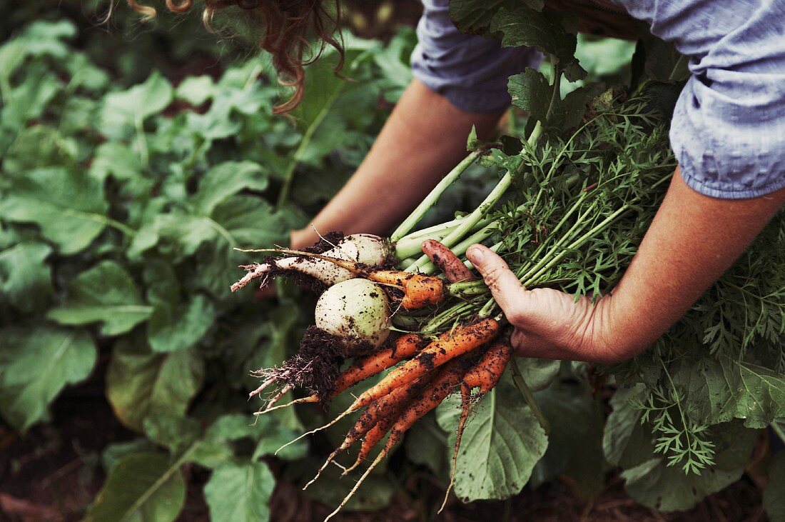 Frau erntet frische Karotten und Rüben im Garten