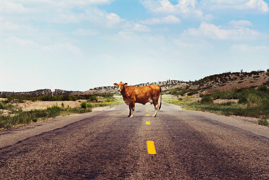 Kuh auf einer Landstrasse
