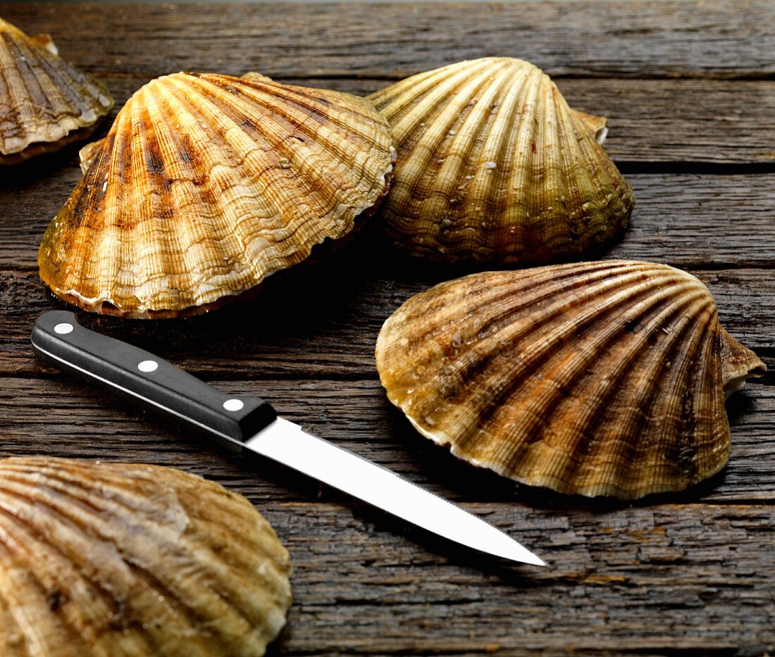 scallop in shells with knife