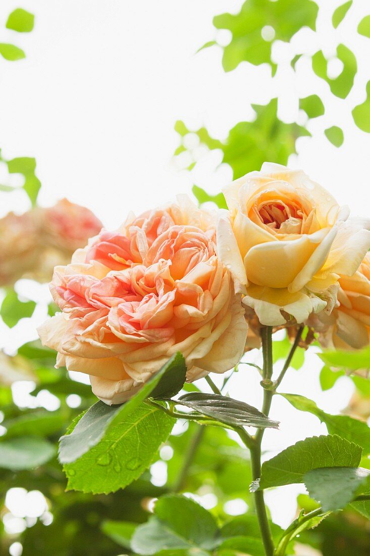 Rosenblüten im Garten