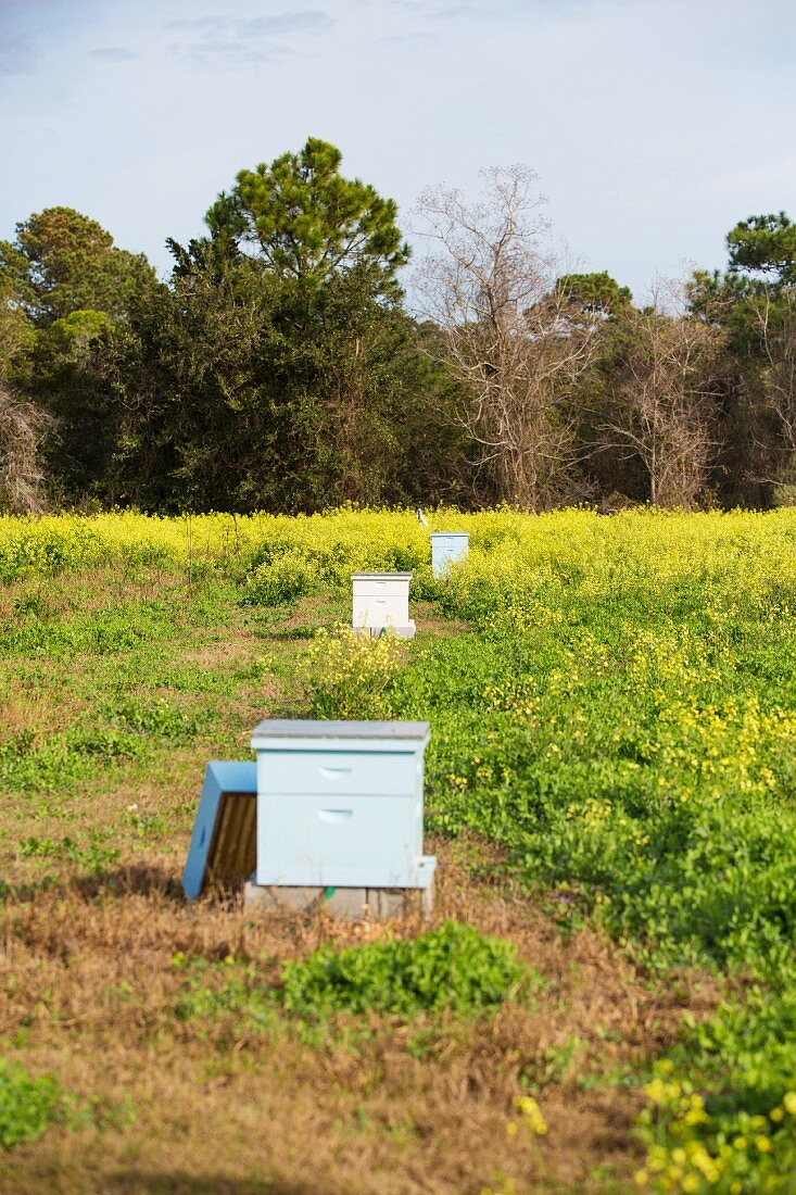 Bienenkästen auf blühender Wiese