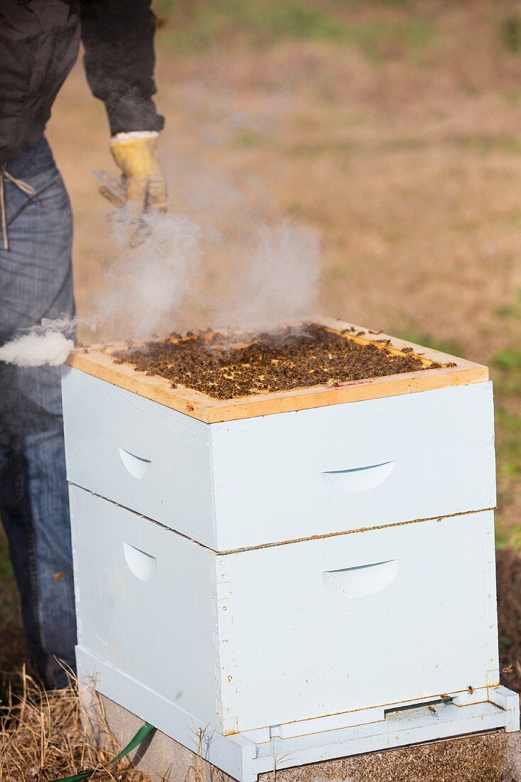 Honey being collected using smoke