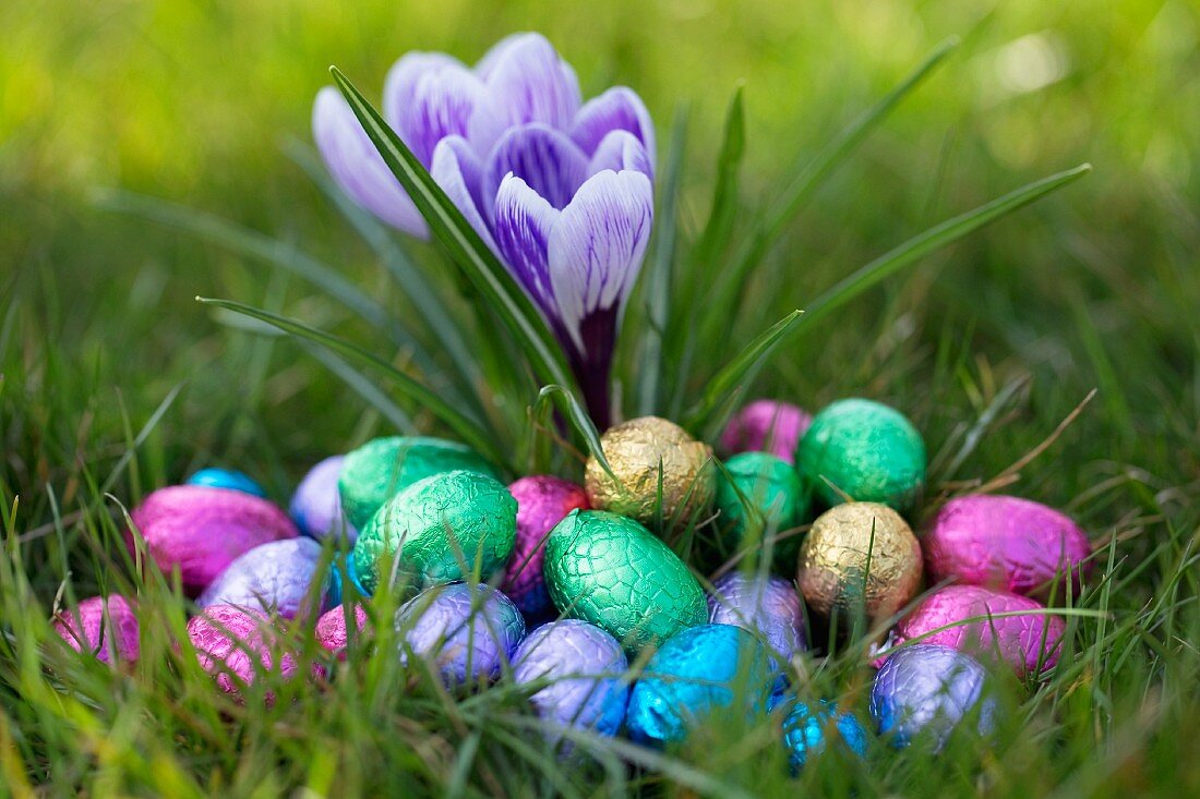 Chocolate eggs wrapped in colourful foil in a spring meadow