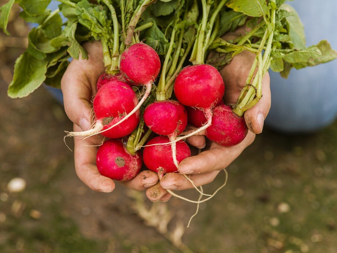 Hands holding a bunch of radishes fresh from the ground