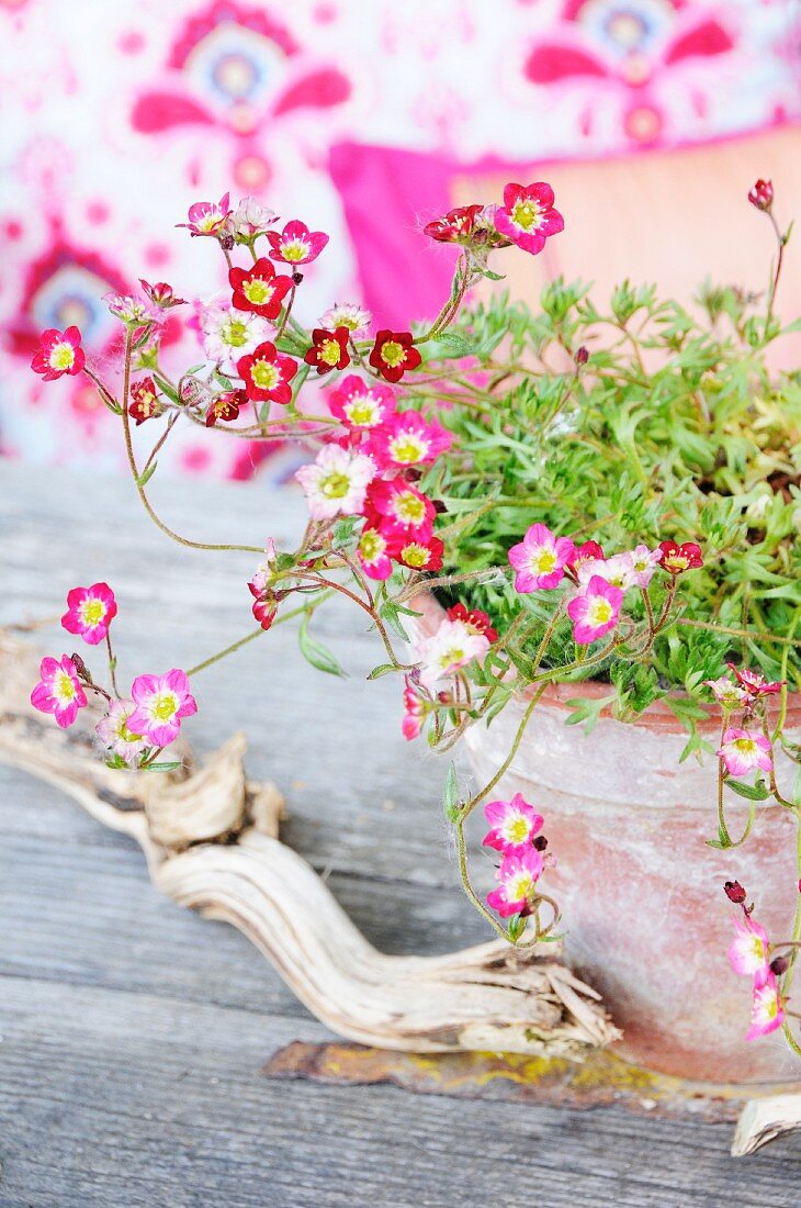 Mossy saxifrage in terracotta pot on garden table