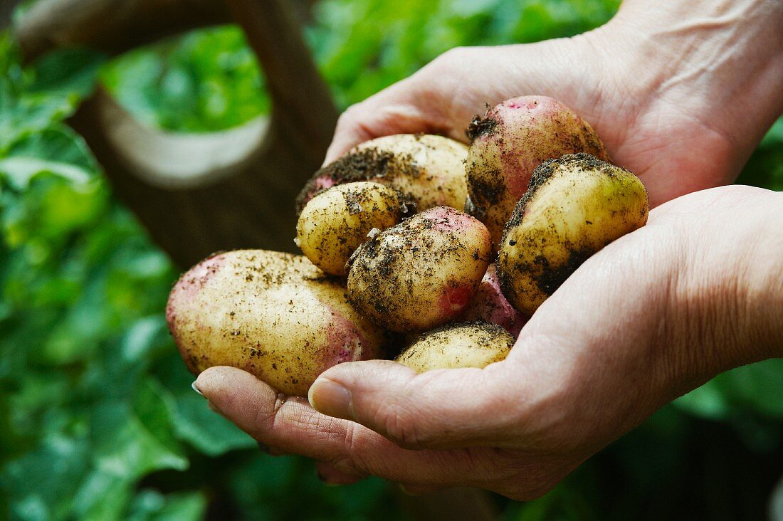 Hands holding freshly harvested potatoes from the garden