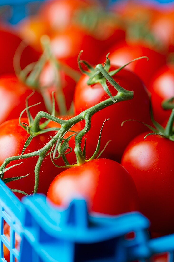 Tomaten in der Steige