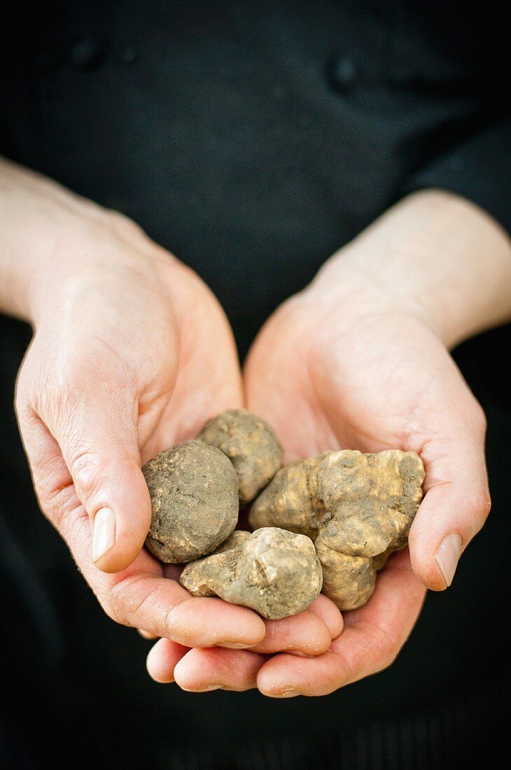 Hands holding white truffles