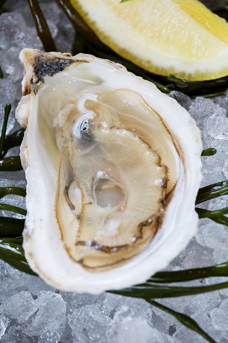 Single Oyster in Half Shell
