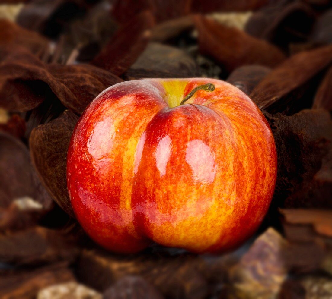 A red apple on autumnal leaves