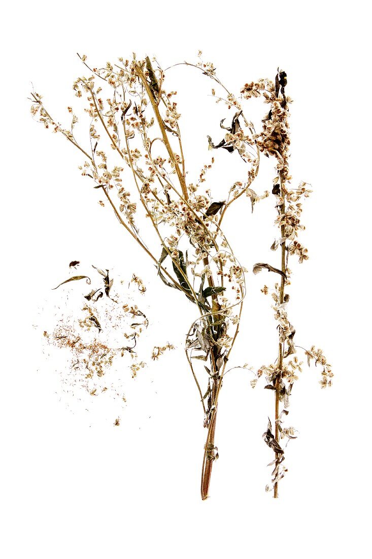 Mugwort with flowers