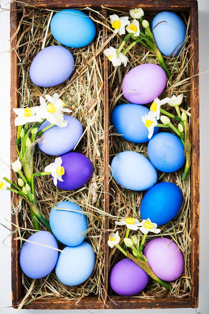Blue and purple Easter eggs with spring flowers in a wooden box lined with hay