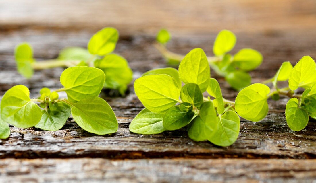 Fresh Oregano on Wood