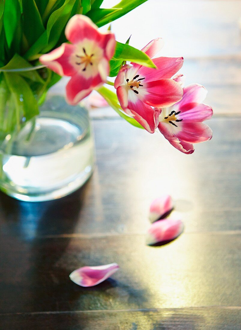 Red overblown tulips in glass vase